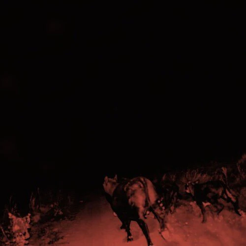 BAMBARA - SHADOW ON EVERYTHING Vinyl LP